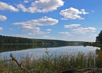 Сосновий ліс, піщаний пляж і мінімум людей: як дістатися до села Бобриця під Києвом