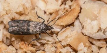 Бабусина порада: що гарантовано допоможе позбутися молі