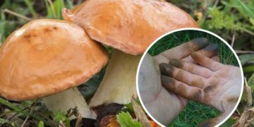 Чим відмити руки після чищення грибів